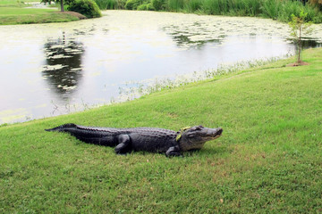 Alligator