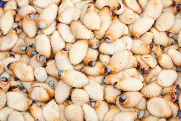  Red palm weevil , sago  worm