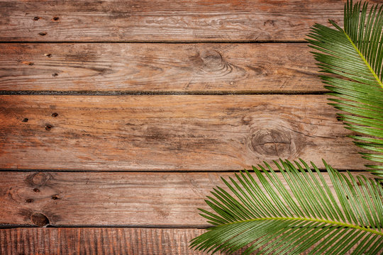 Palm tree leaves on vintage planked wood background