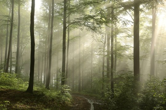 Fototapeta Sunrise in the spring beech forest after rainfall