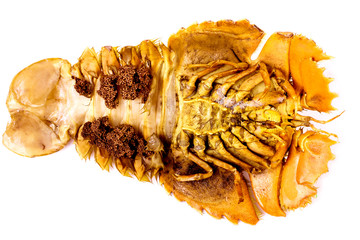 mantis shrimp in isolated on white