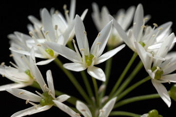 Fototapeta premium Baerlauch; Allium; ursinum;