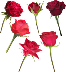 six deep red rose flowers isolated on white