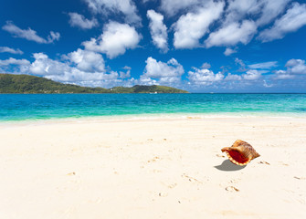 coquillage sur plage des Seychelles, Mahé