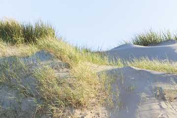 Normandy dune