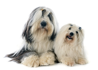 coton de tulear and bearded collie