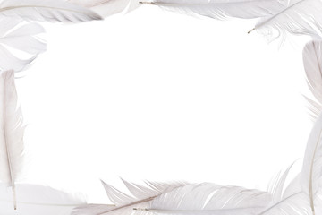 isolated white feathers frame