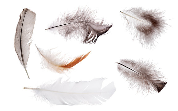 six different isolated feathers