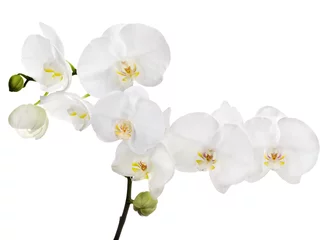 Papier Peint photo Orchidée grande branche florale d& 39 orchidée blanche isolée