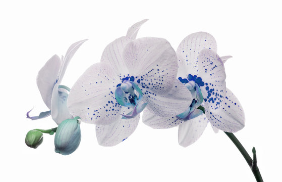 Fototapeta orchid flowers with large and small blue spots