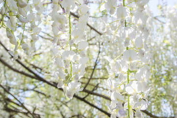 白い藤の花のアップ