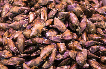 Frische Muscheln-Lebensmittel