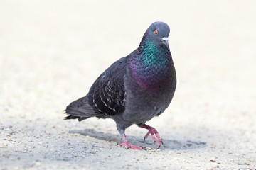 feral pigeon walking on park alley
