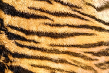 wild feline  textured fur
