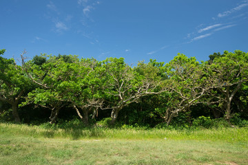 デイゴの木 © yuuta