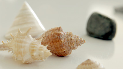 Obraz na płótnie Canvas seashell close up