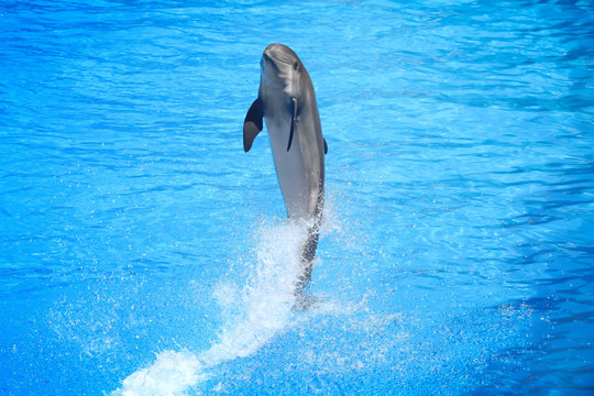 dolphin in action