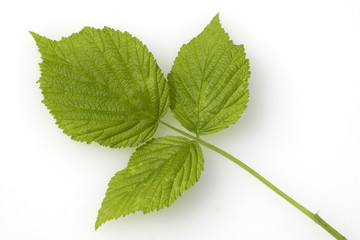 Himbeerblaetter, Rubus, idaeus,