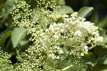 Holunderblueten; Sambucus; nigra;