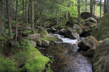 torrent de montagne