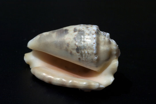 Undossa Shell Undosa Images – Browse 59 Stock Photos, Vectors, and Video | Adobe Stock
