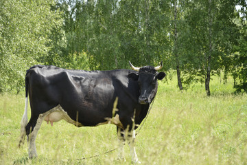 Сcows graze in the meadow. - Powered by Adobe
