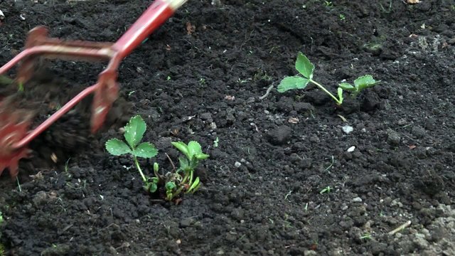 Tillage of strawberries garden bed