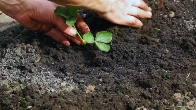 Tillage of strawberries plant