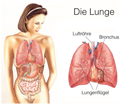 Die menschliche Lunge mit Lungenfl&uuml;geln