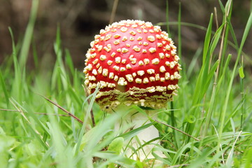 Poisonous mushroom