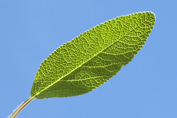 Salbei; Salvia officinalis;