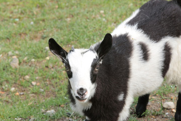 Obraz premium ヤギ