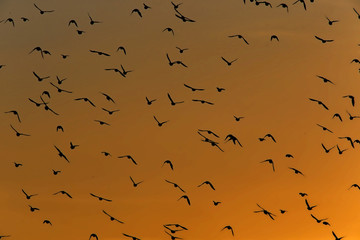 birds flying in the sky