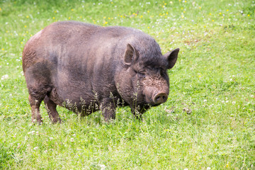 Pig on a Meadow