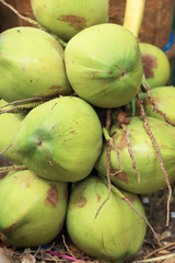 Coconut fruit