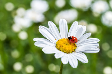 Ladybug on camomile flower close-up.