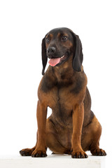 Obraz premium dog in studio, Bavarian Mountain Scenthound dog