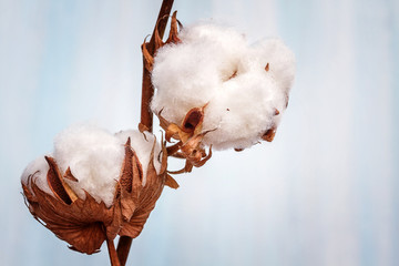 Cotton buds branch.