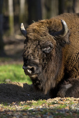 bison resting in a forest clearing