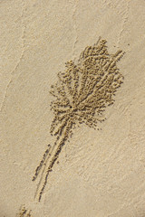 Crab holes