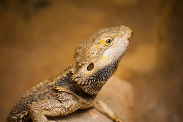 lizard
