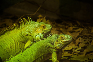 Green iguanas