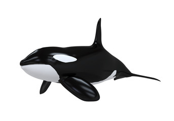 Obraz premium Killer Whale