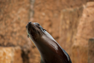Sea lion