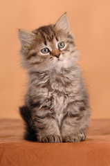 German Rex Mix Kätzchen Kitten sitzend auf Braun