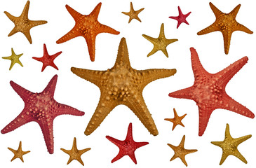 Fototapeta na wymiar A lot of starfishes isolated on white