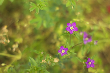 Wild purple flower