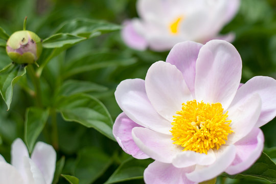 Paeonia Lactiflora