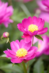 Obraz premium Paeonia lactiflora