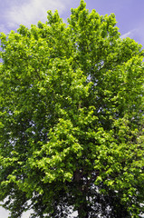 Big and stately old tree, lomellina, color image